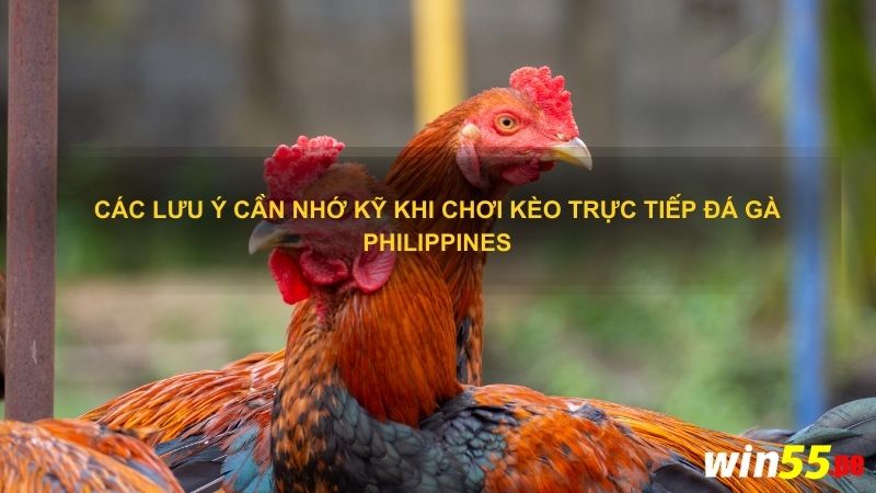 Các lưu ý cần nhớ kỹ khi chơi kèo trực tiếp đá gà Philippines
