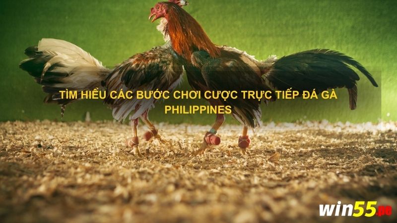 Tìm hiểu các bước chơi cược trực tiếp đá gà Philippines